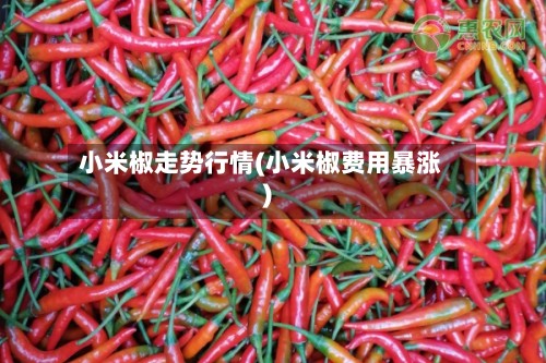 小米椒走势行情(小米椒费用暴涨)