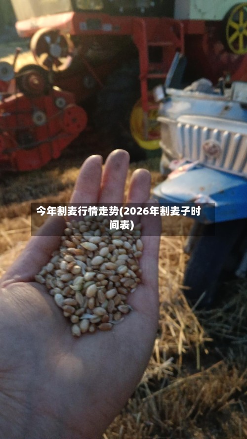 今年割麦行情走势(2026年割麦子时间表)