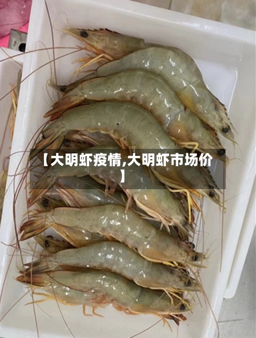 【大明虾疫情,大明虾市场价】