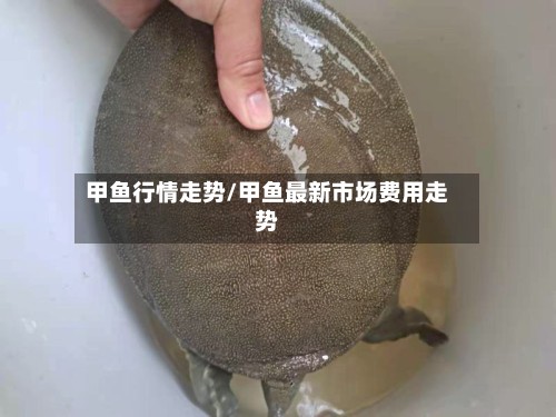 甲鱼行情走势/甲鱼最新市场费用走势