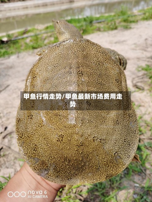 甲鱼行情走势/甲鱼最新市场费用走势-第2张图片