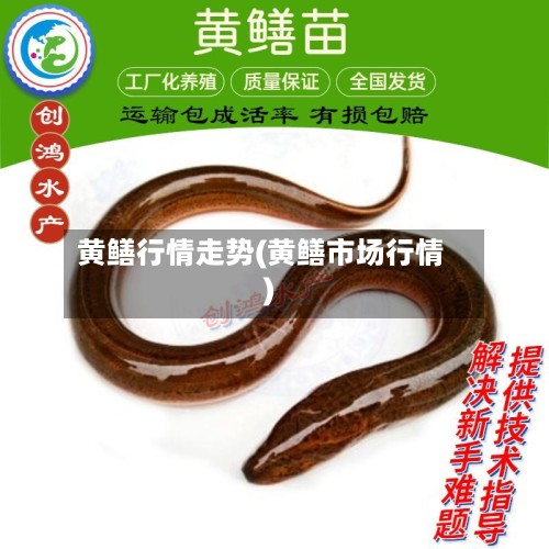 黄鳝行情走势(黄鳝市场行情)