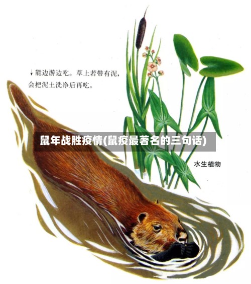 鼠年战胜疫情(鼠疫最著名的三句话)-第2张图片