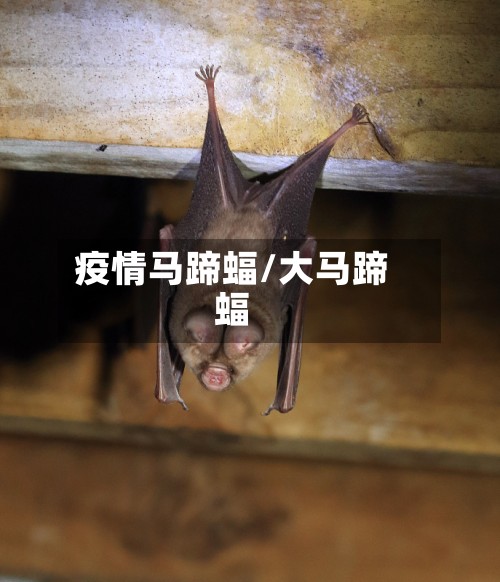疫情马蹄蝠/大马蹄蝠