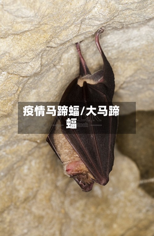 疫情马蹄蝠/大马蹄蝠-第2张图片