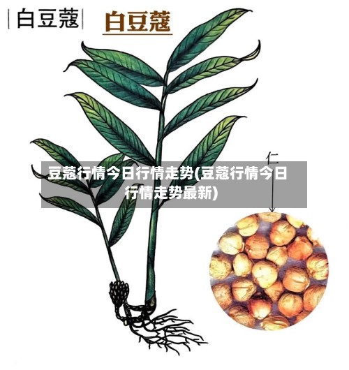 豆蔻行情今日行情走势(豆蔻行情今日行情走势最新)-第2张图片