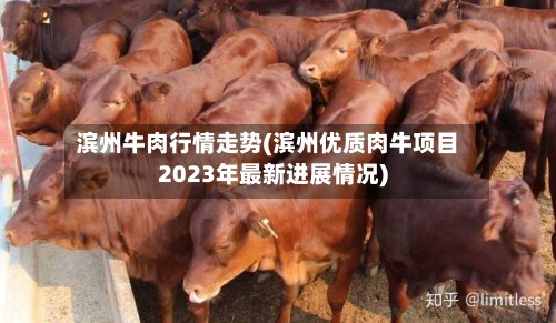 滨州牛肉行情走势(滨州优质肉牛项目2023年最新进展情况)-第3张图片